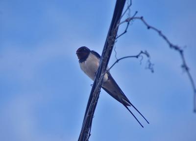 Прикрепленное изображение: IMGP6530.jpg